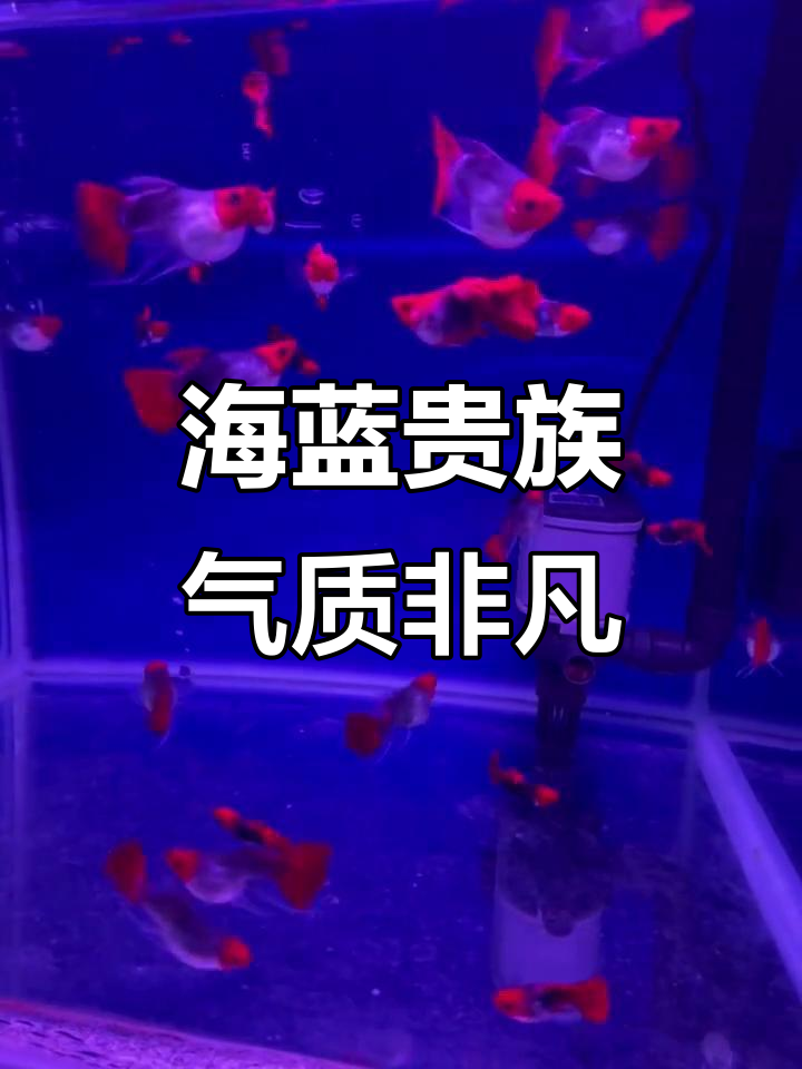 深海蓝贵族：鱼缸里的“王子”，高贵又神秘