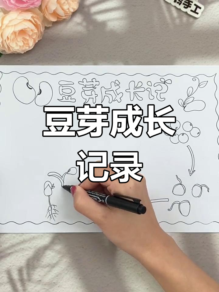 豆芽生长过程手抄报,植物观察日记