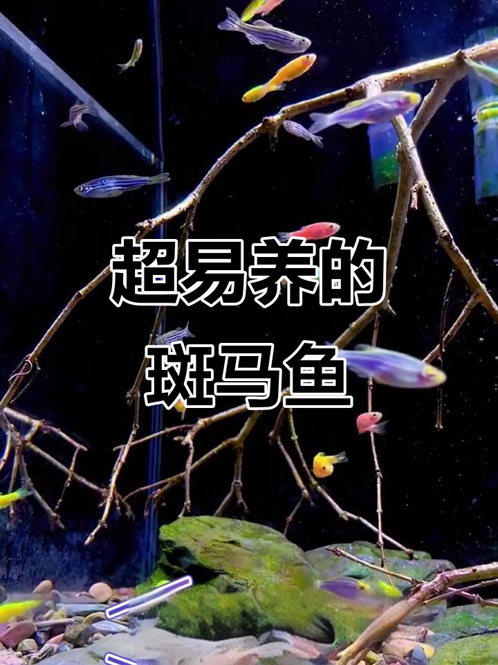 斑马鱼超好养,不增氧不过滤,便宜又好看