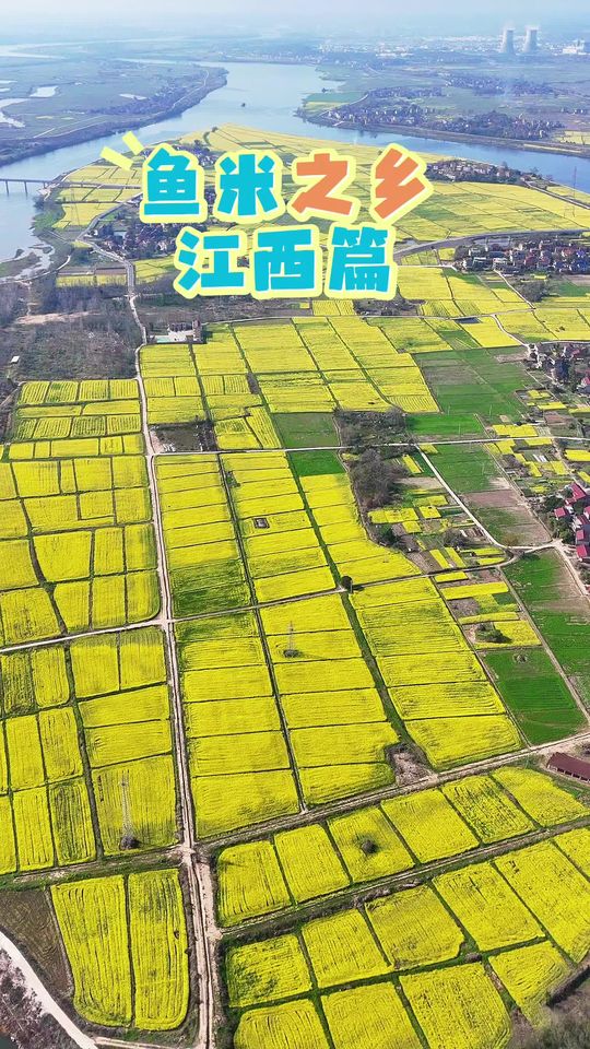 书本里的鱼米之乡，今成油菜花海田园