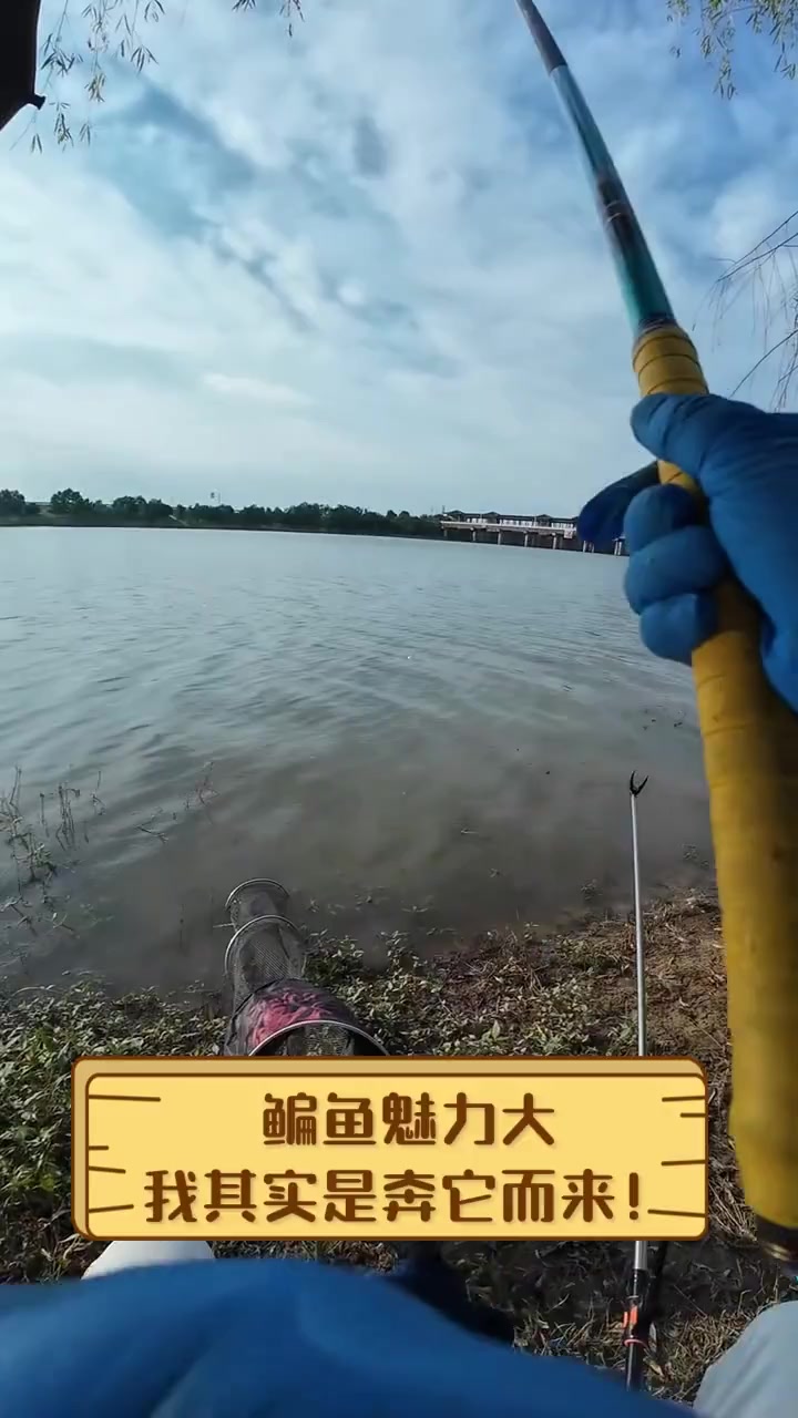鳊鱼魅力大,我其实是奔它而来!