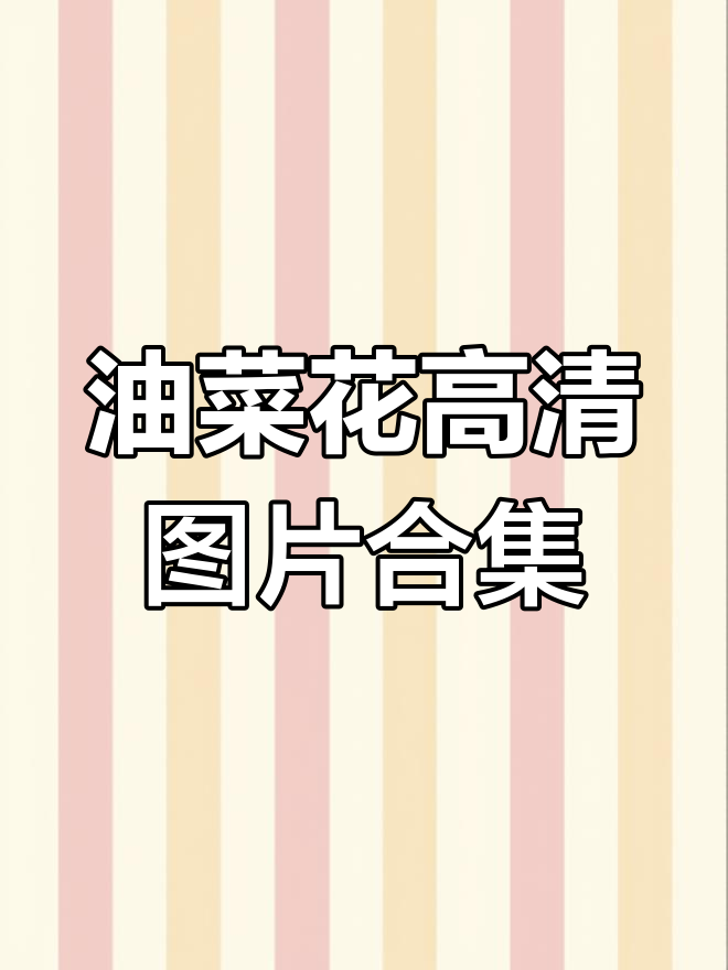 美丽油菜花大图展示,黄花菜图片全收录