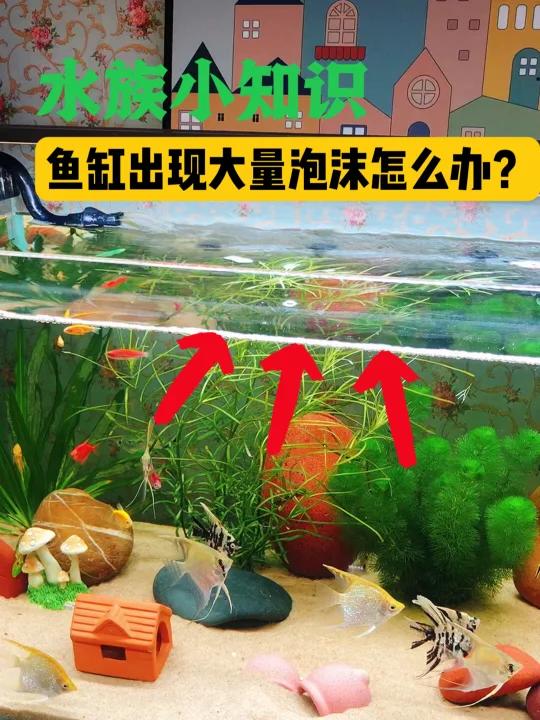 新手养鱼,鱼缸出现大量泡沫怎么办