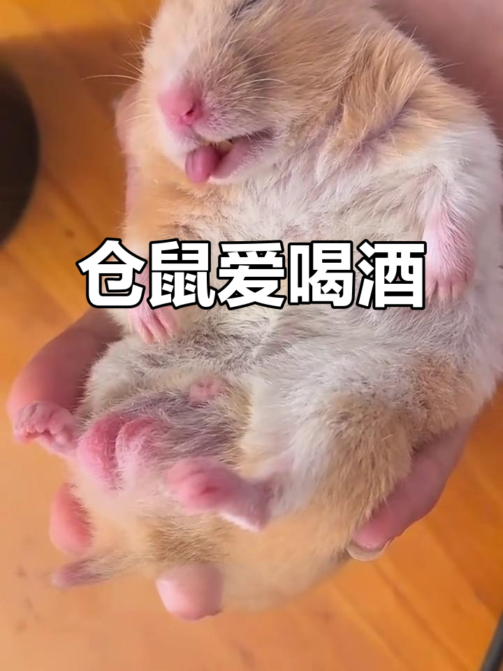 仓鼠竟是酒鬼,一次能喝21瓶葡萄酒!