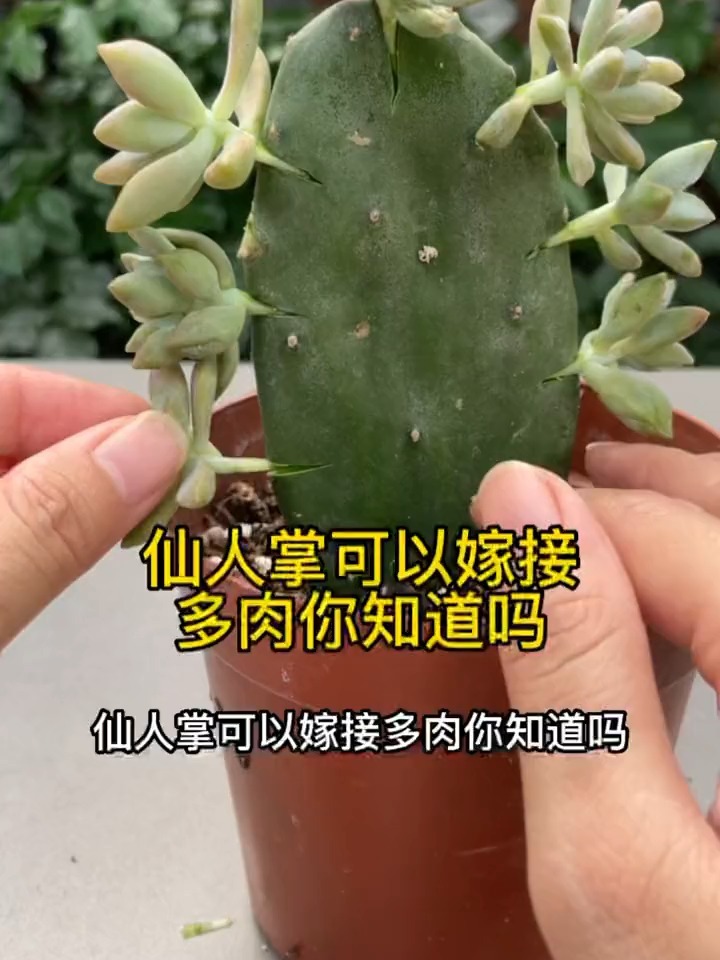仙人掌可以嫁接多肉,你知道吗?