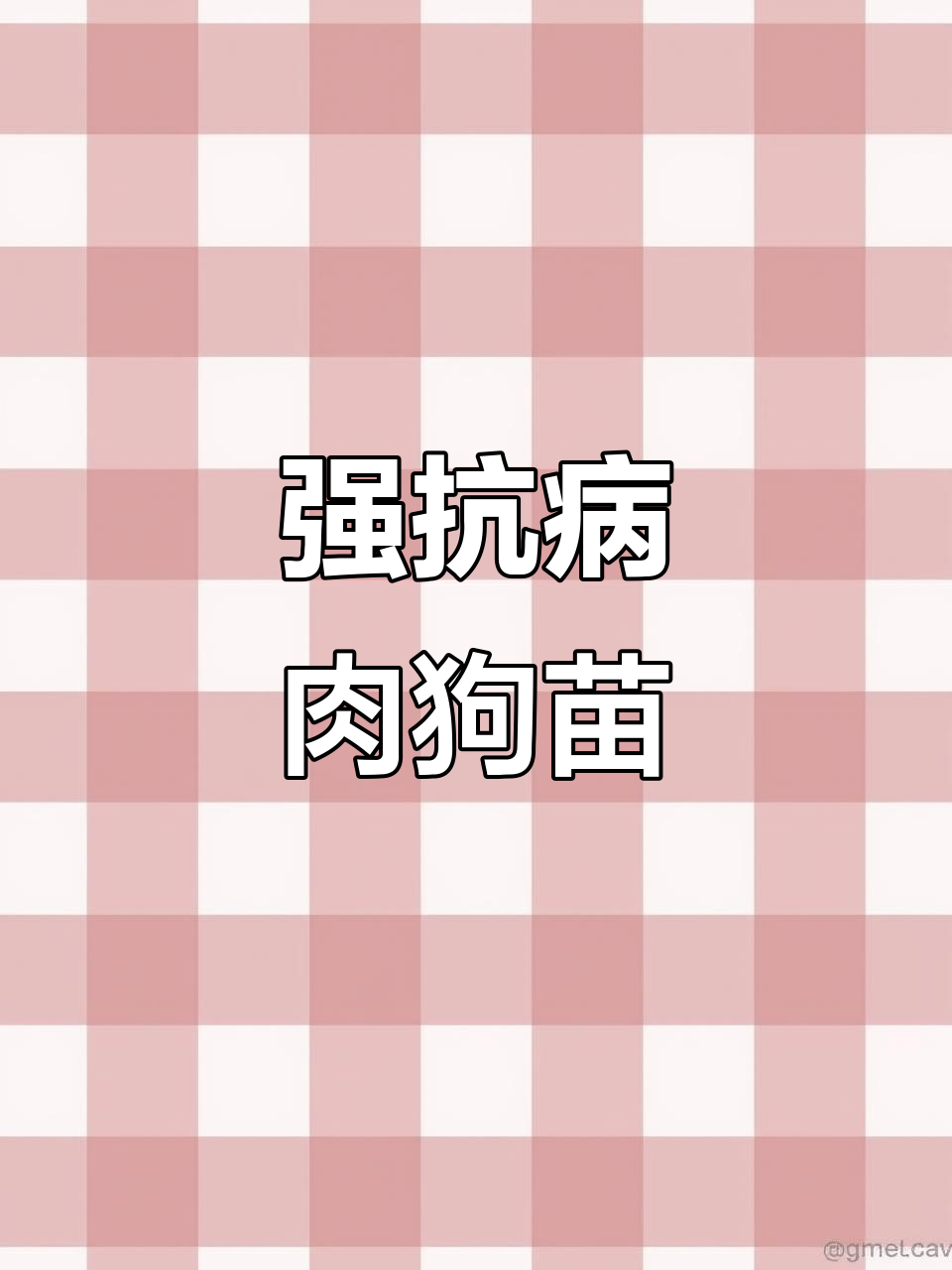 杂交肉狗苗，抗病力强、生长快，南北皆宜养殖