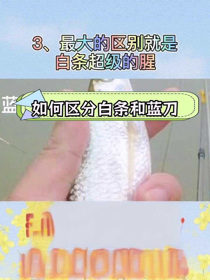 白条鱼与蓝刀鱼的辨别技巧