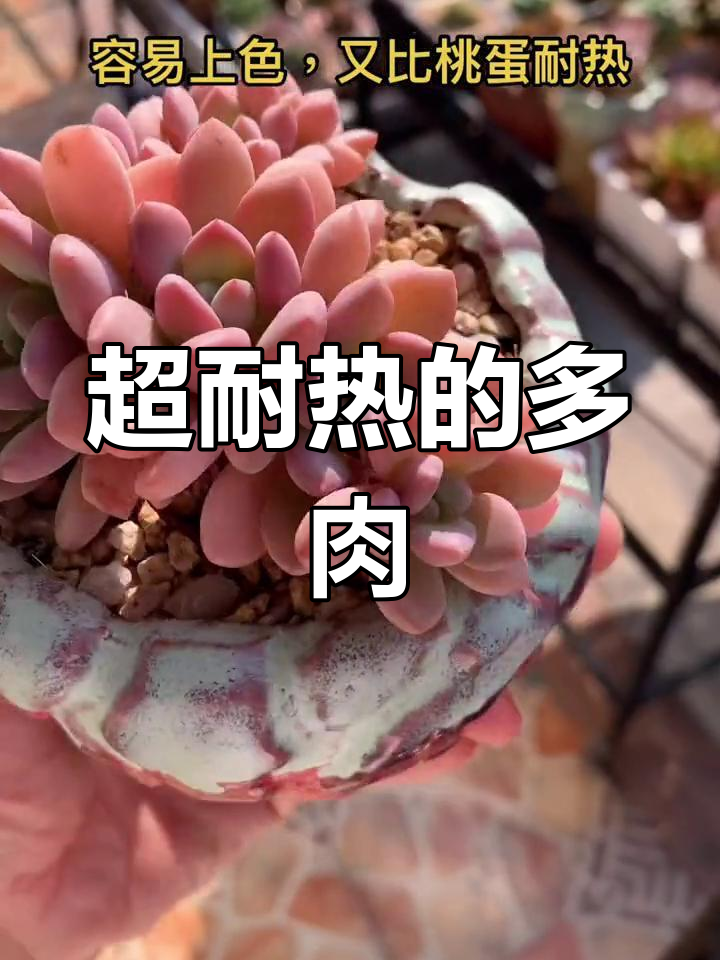 广东也能养出美颜多肉,木糖醇颜值超高