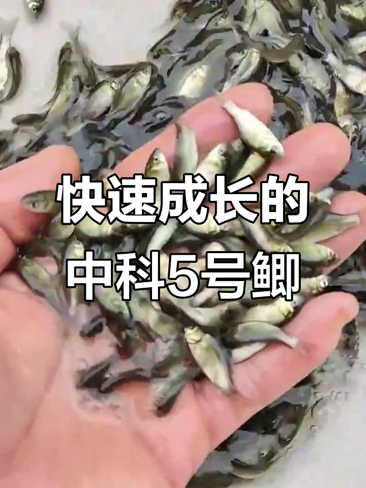 中科五号鲫鱼:生长快、抗病强,养殖首选品种