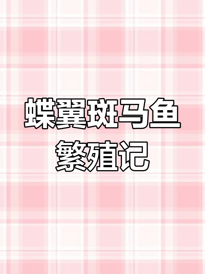 蝶翼斑马鱼随意隔离,竟然成功繁殖!鱼苗起飞惊险瞬间