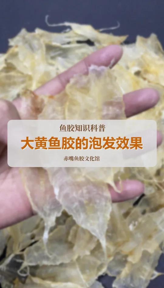 养殖大黄鱼胶泡发效果