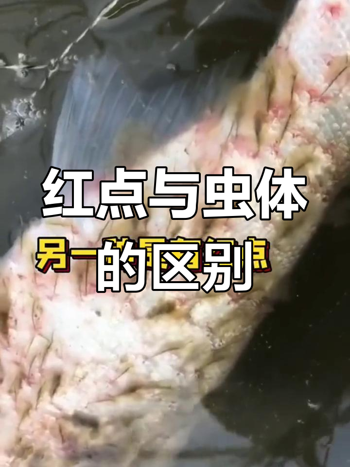 鱼身上有红点?两种情况教你如何判断寄生虫