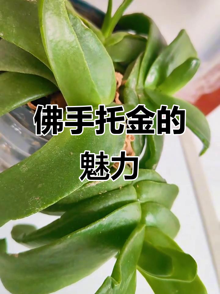 佛手托金:多肉植物中的招财之选,叶片肥厚花朵美丽