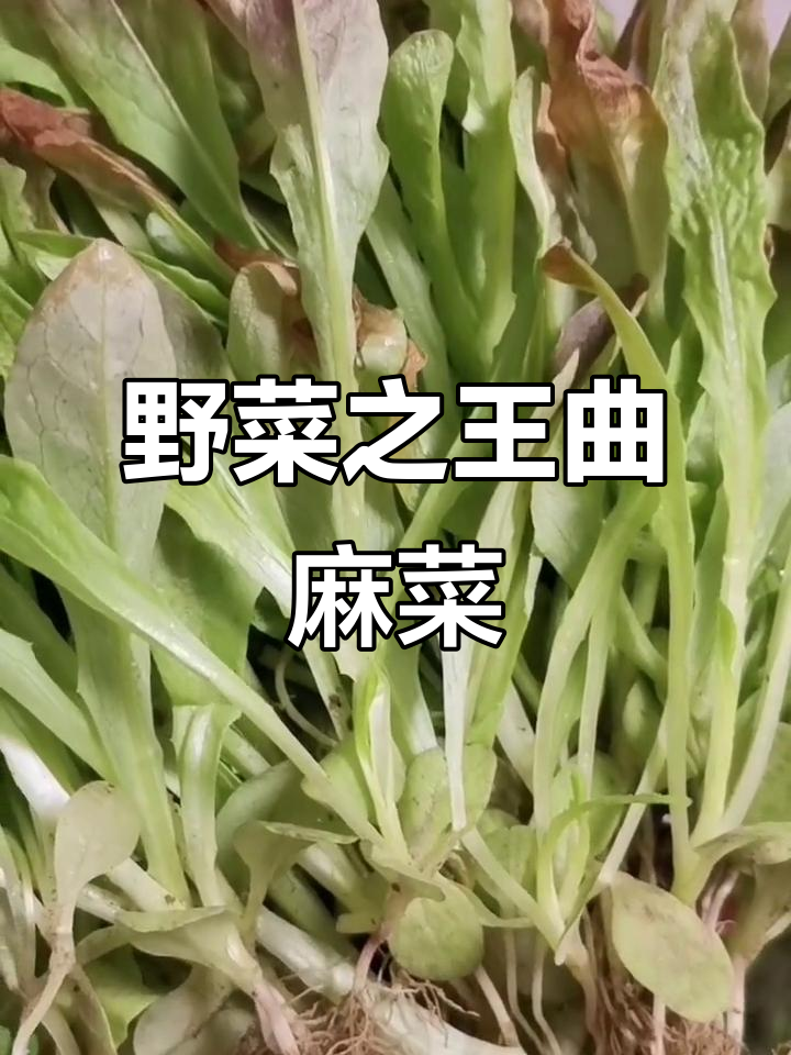 东北曲麻菜:鲜嫩脆口,营养丰富