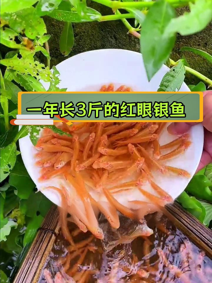 红眼银鱼:观赏与食用兼备,生长迅速,适合各地养殖