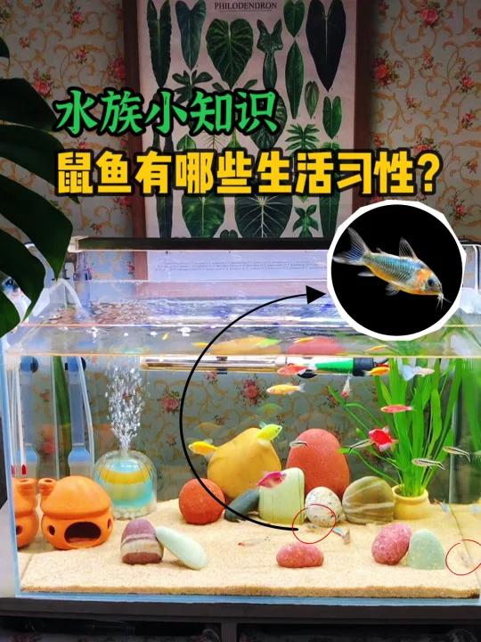 呆萌可爱的鼠鱼,你知道它们的生活习性吗?