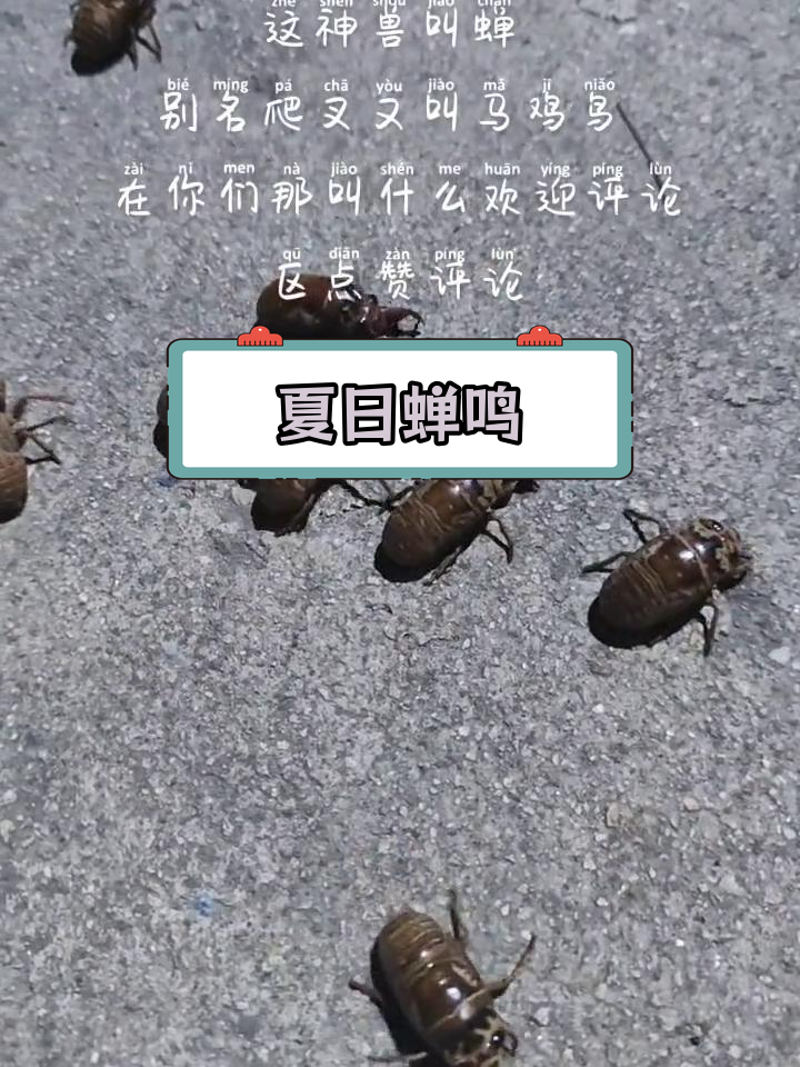 河南方言中的蝉与马鸡鸟