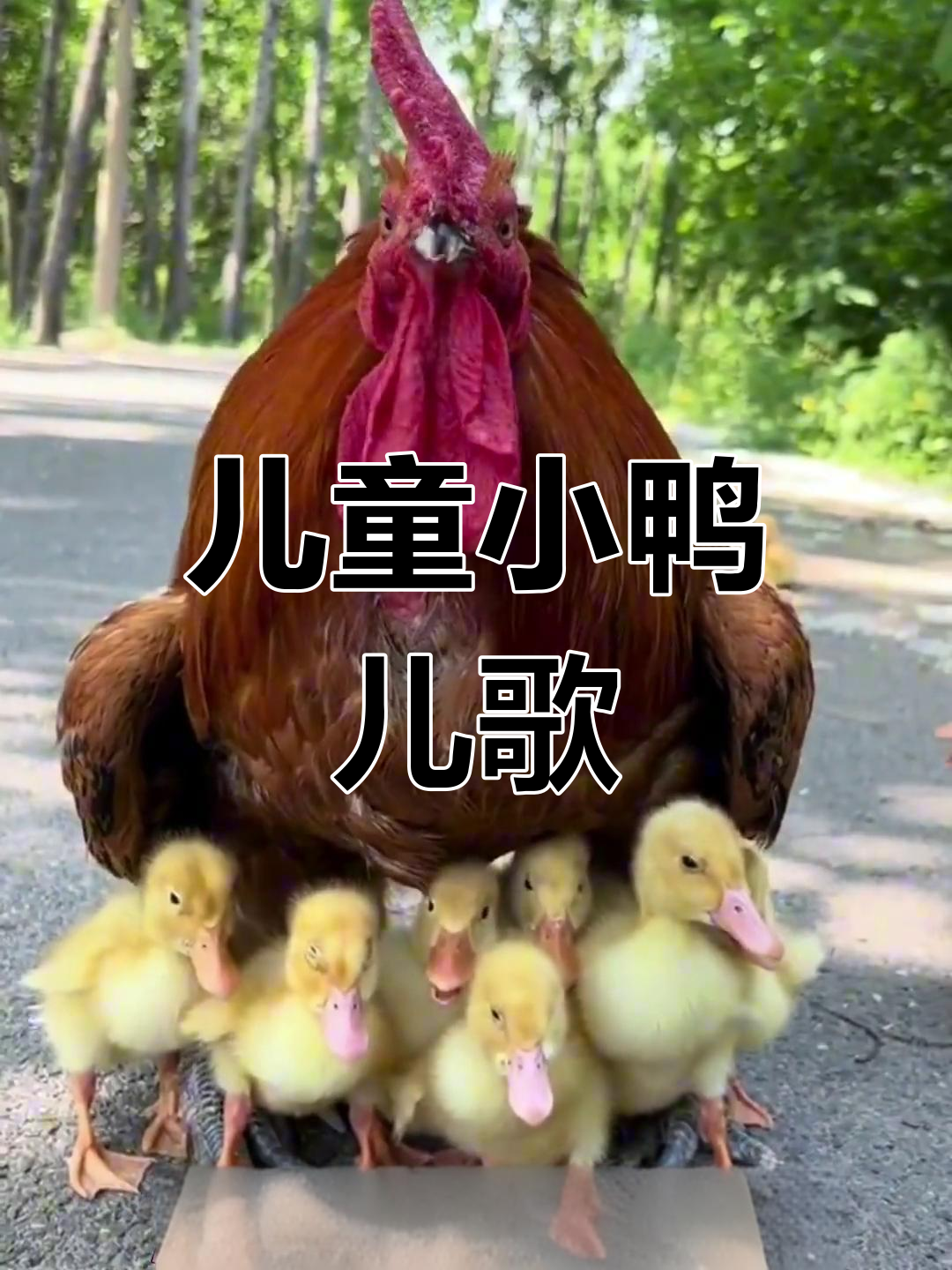 小鸭嘎嘎儿歌,0到3岁宝宝早教必备