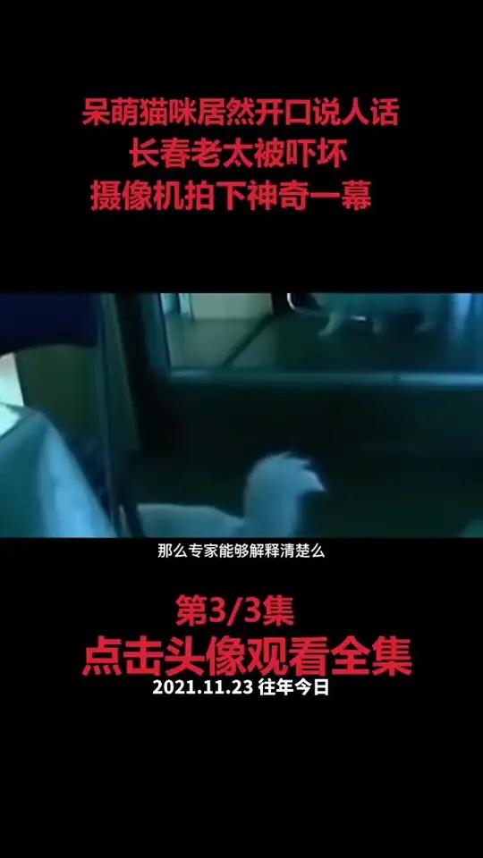 呆萌猫咪竟然开口说话,长春老太被吓傻