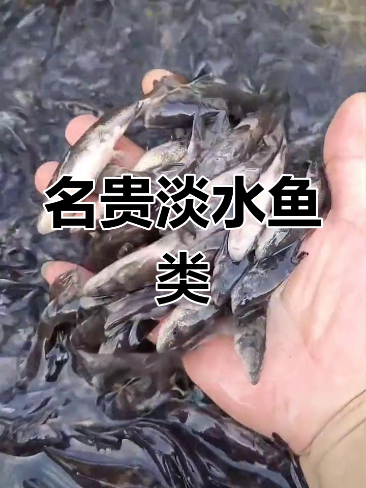 江团鱼:长江珍稀美味