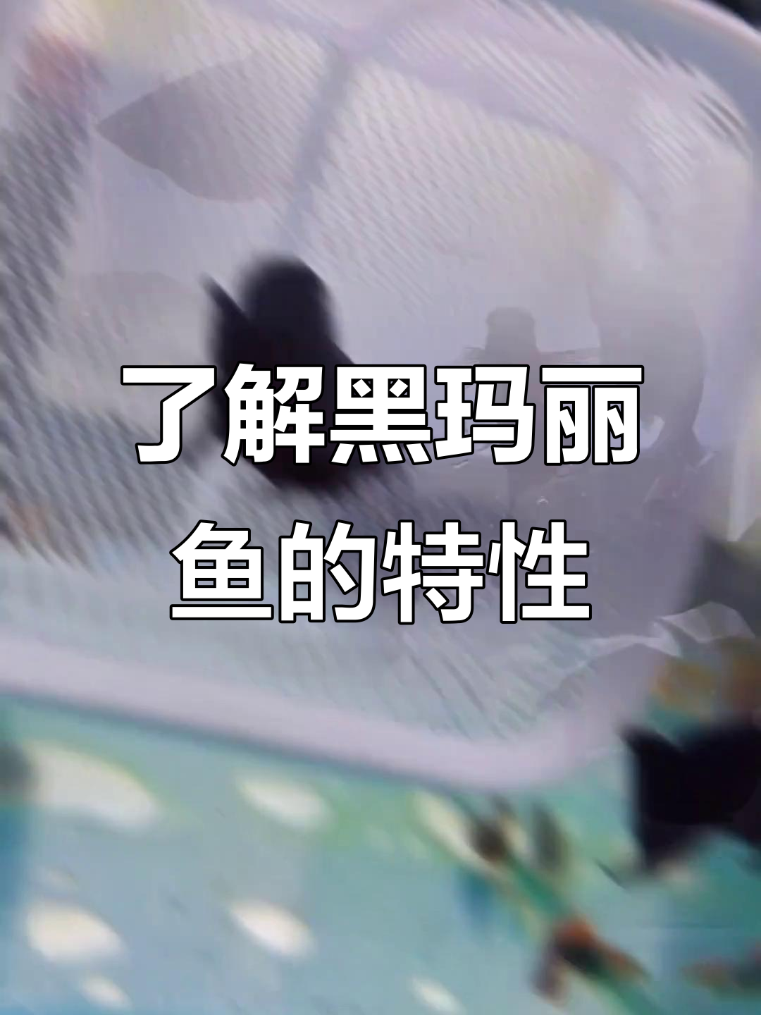 黑玛丽鱼:黑色马蹄莲的魅力与养护技巧