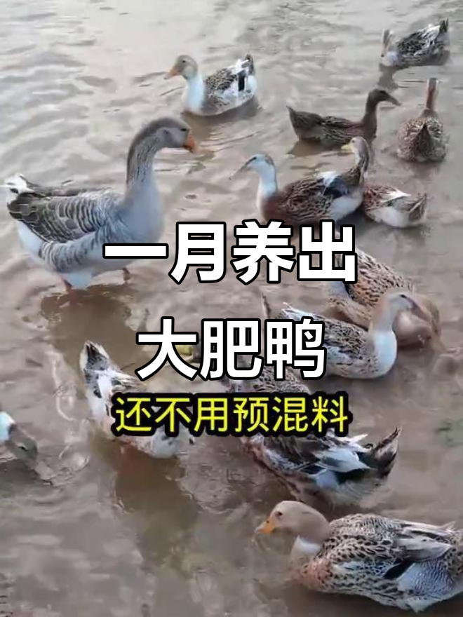 鸭饲料这样配,一个月长成大肥鸭