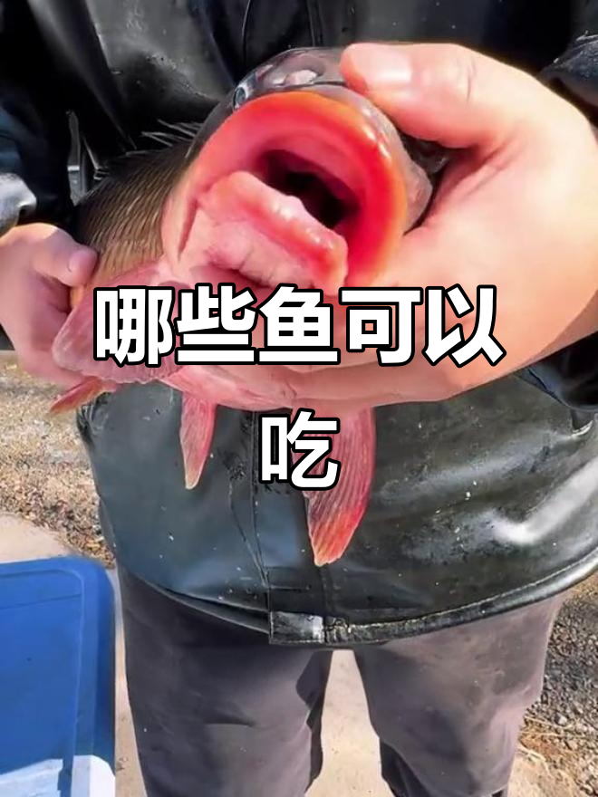 这些鱼能吃吗?鲤鱼、金线鱼、滩涂鱼的食用指南