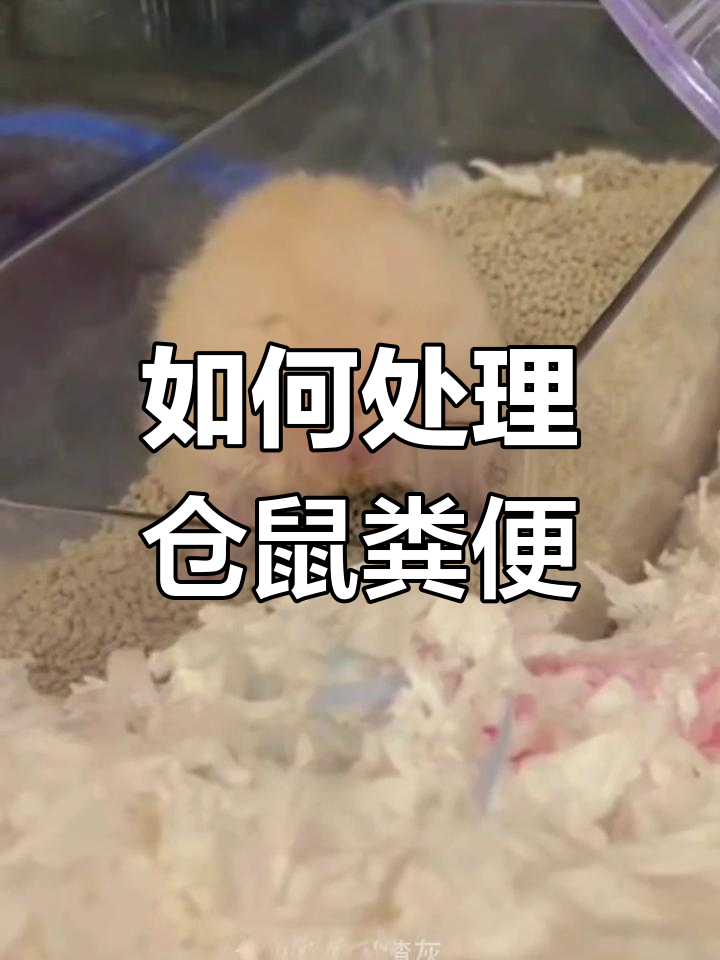 仓鼠排泄物清理全攻略