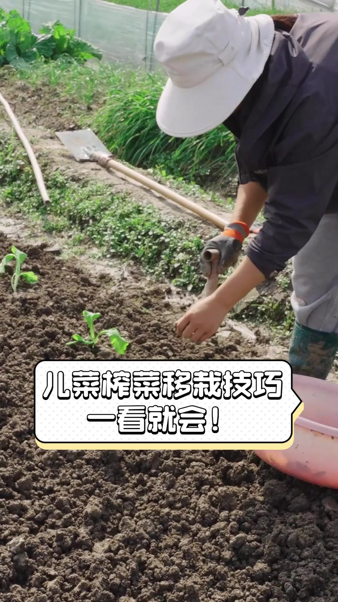 儿菜榨菜移栽技巧,一看就会!