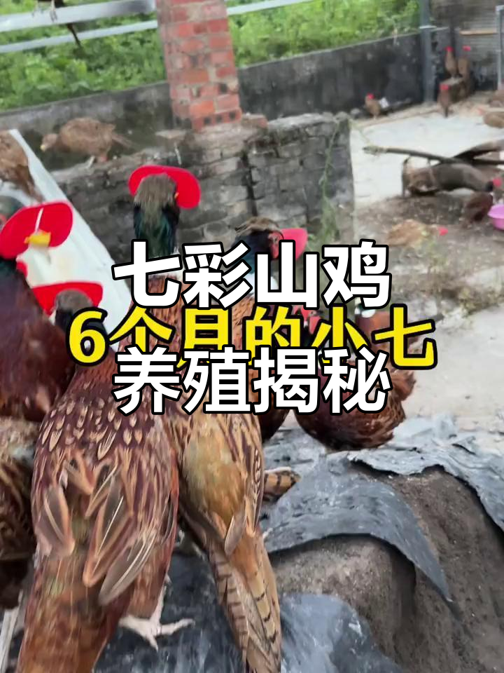 七彩山鸡养殖场探秘,看看这些美丽的小动物
