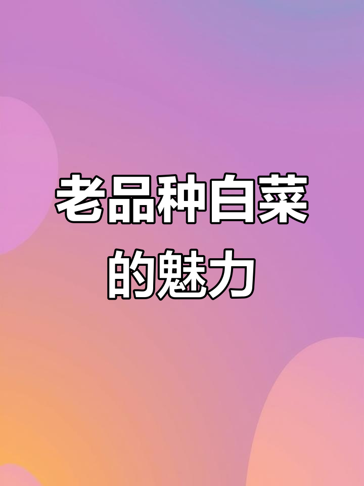 传统老品种白菜,味道纯正让人怀念