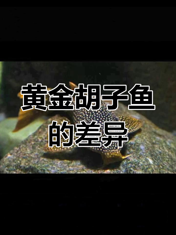 黄金胡子鱼种类解析:坦克与达摩的区别