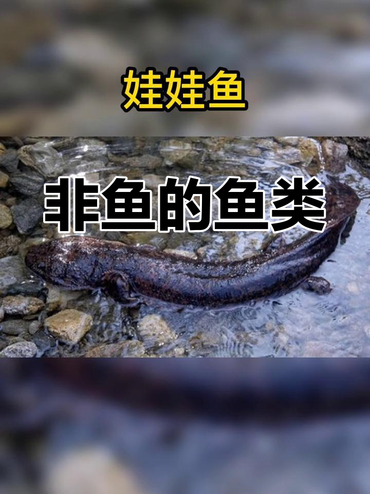 11种非鱼名字,你知道哪些?咸鱼、木鱼都上榜了!