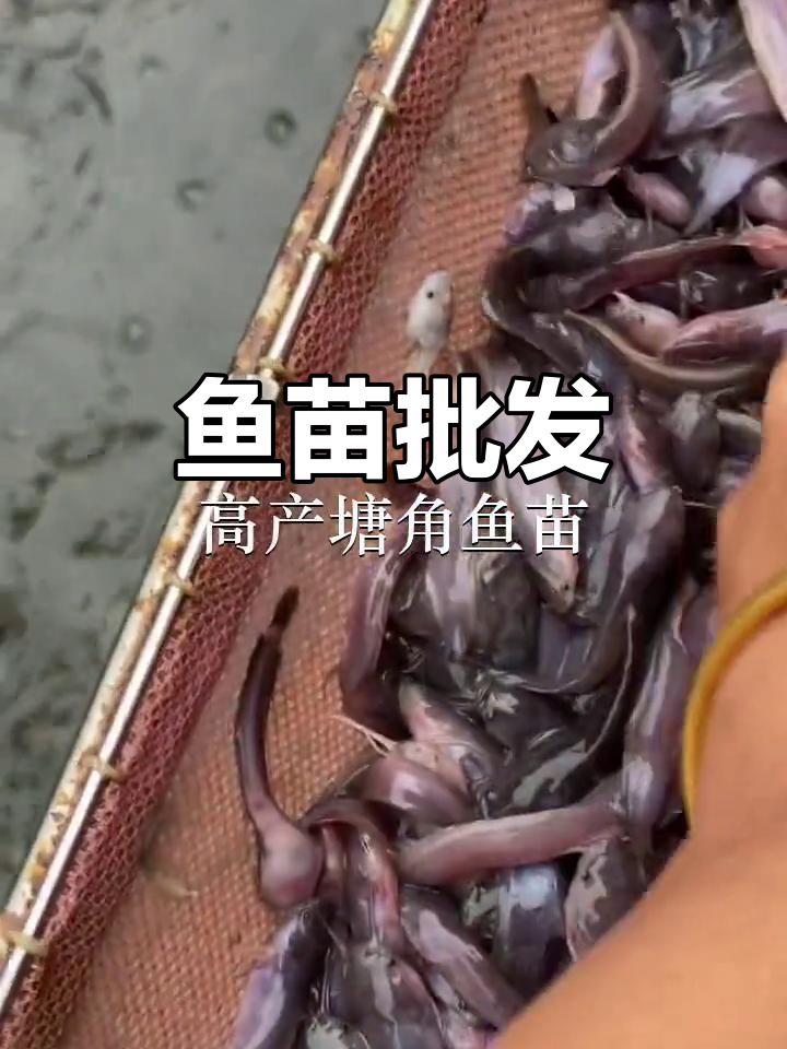 优质鱼苗批发,东莞、广州多地供应