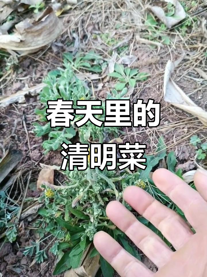 清明菜:春天的美味与正能量,带你了解它的神奇作用
