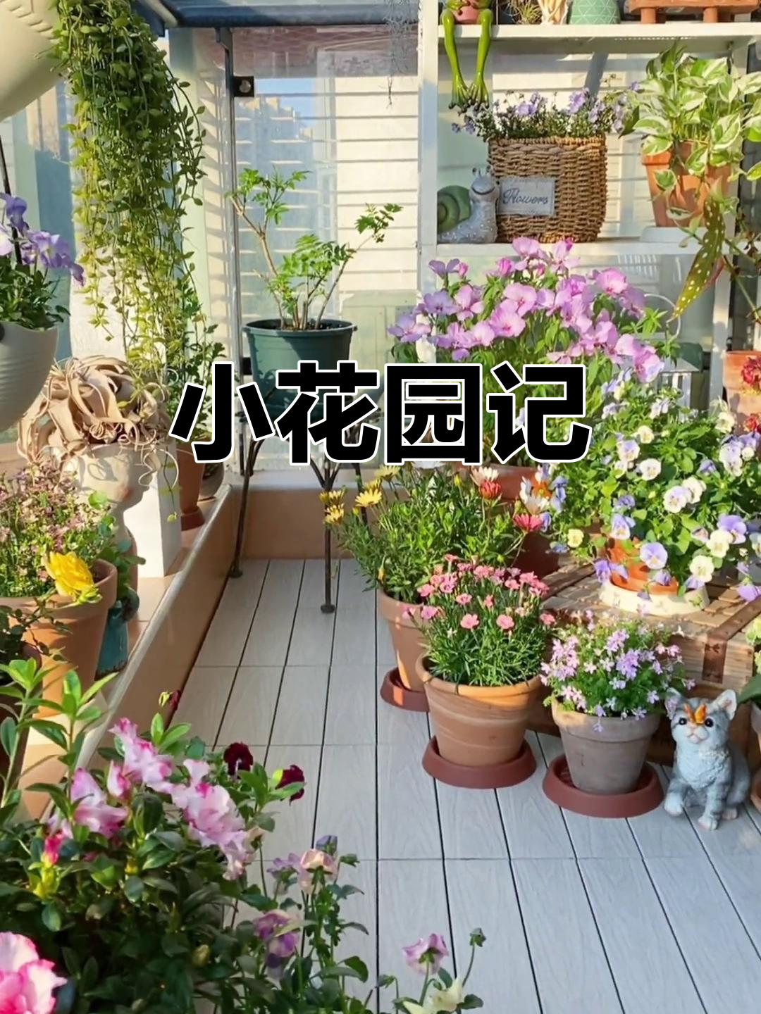 阳台小花园,记录每一朵花的美丽瞬间