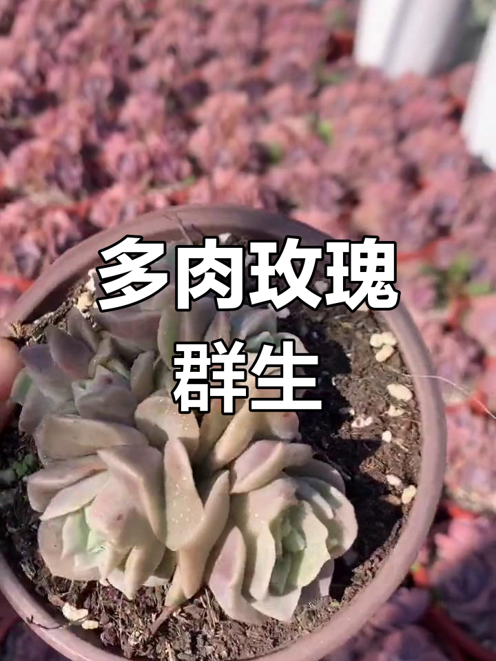 可爱玫瑰群生,四头五头六头的裙身多肉植物