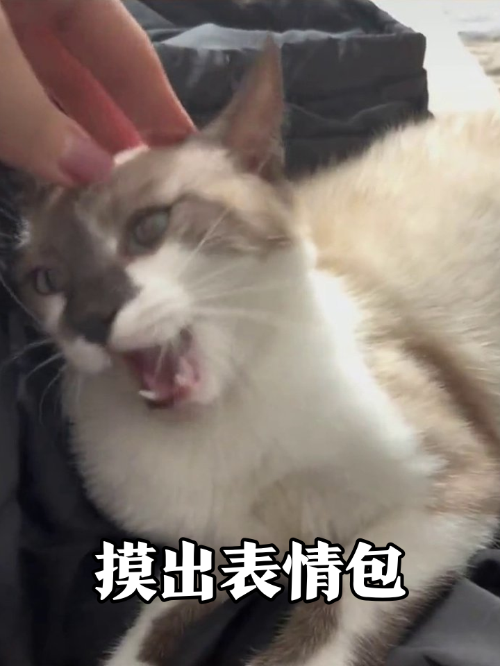 猫被摸出表情包:龇牙咧嘴抗议又舒服到吐舌打哈欠