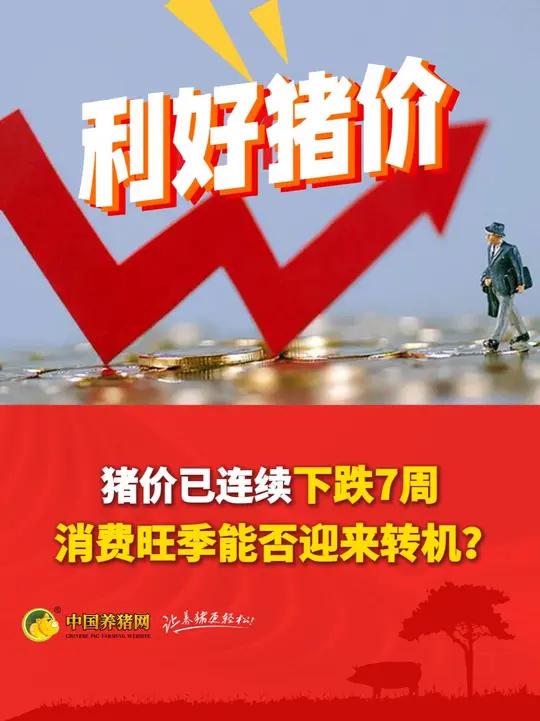 猪价已连续下跌7周!消费旺季能否迎来转机?