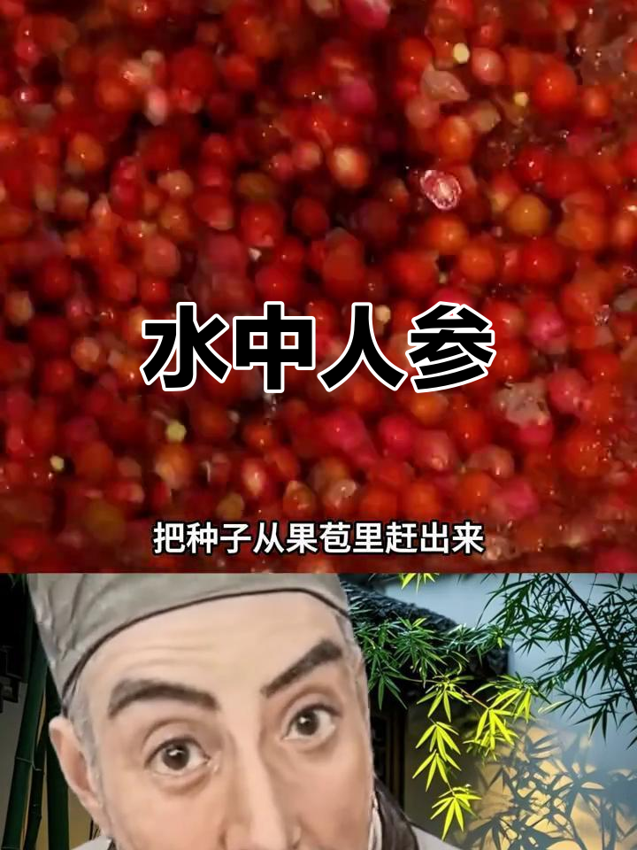 芡实,水中珍品,形似鸡头,滋补效果堪比人参!