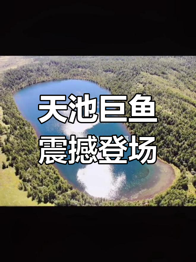 阿尔山天池惊现巨型金鱼,占据大半湖面!