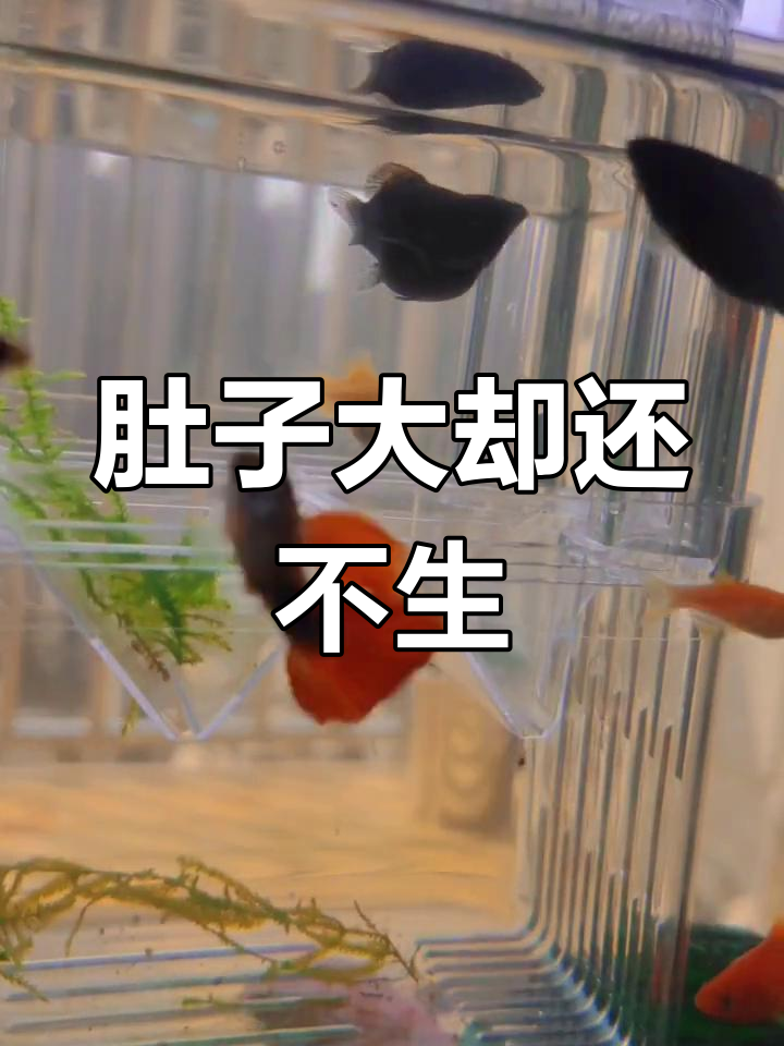 皮球鱼为何迟迟不生产?