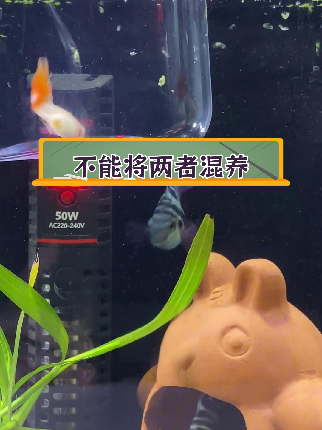 迷你鹦鹉鱼与孔雀鱼的混养问题