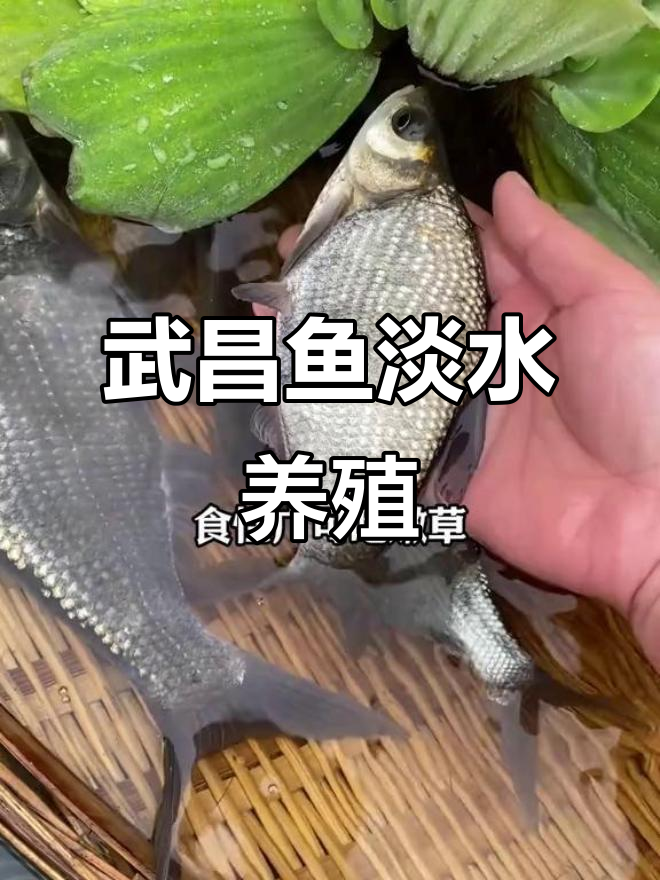 武昌鱼养殖技巧:易养耐活,四季皆宜