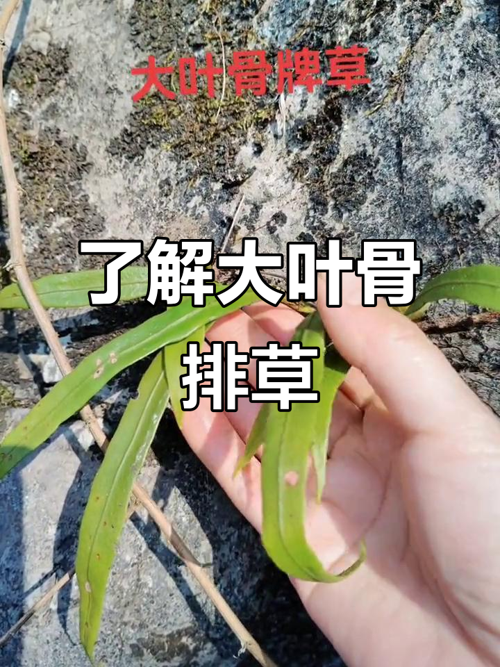 大叶骨牌草的别名与故事,你叫它什么?