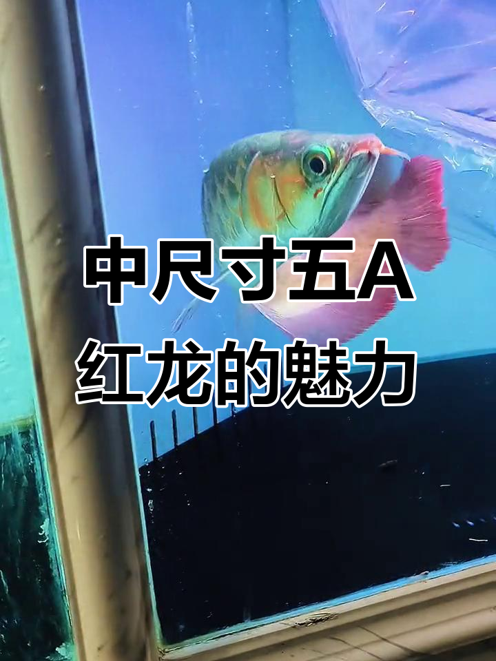 绿背红龙，飘逸胸鳍，完美状态送新家