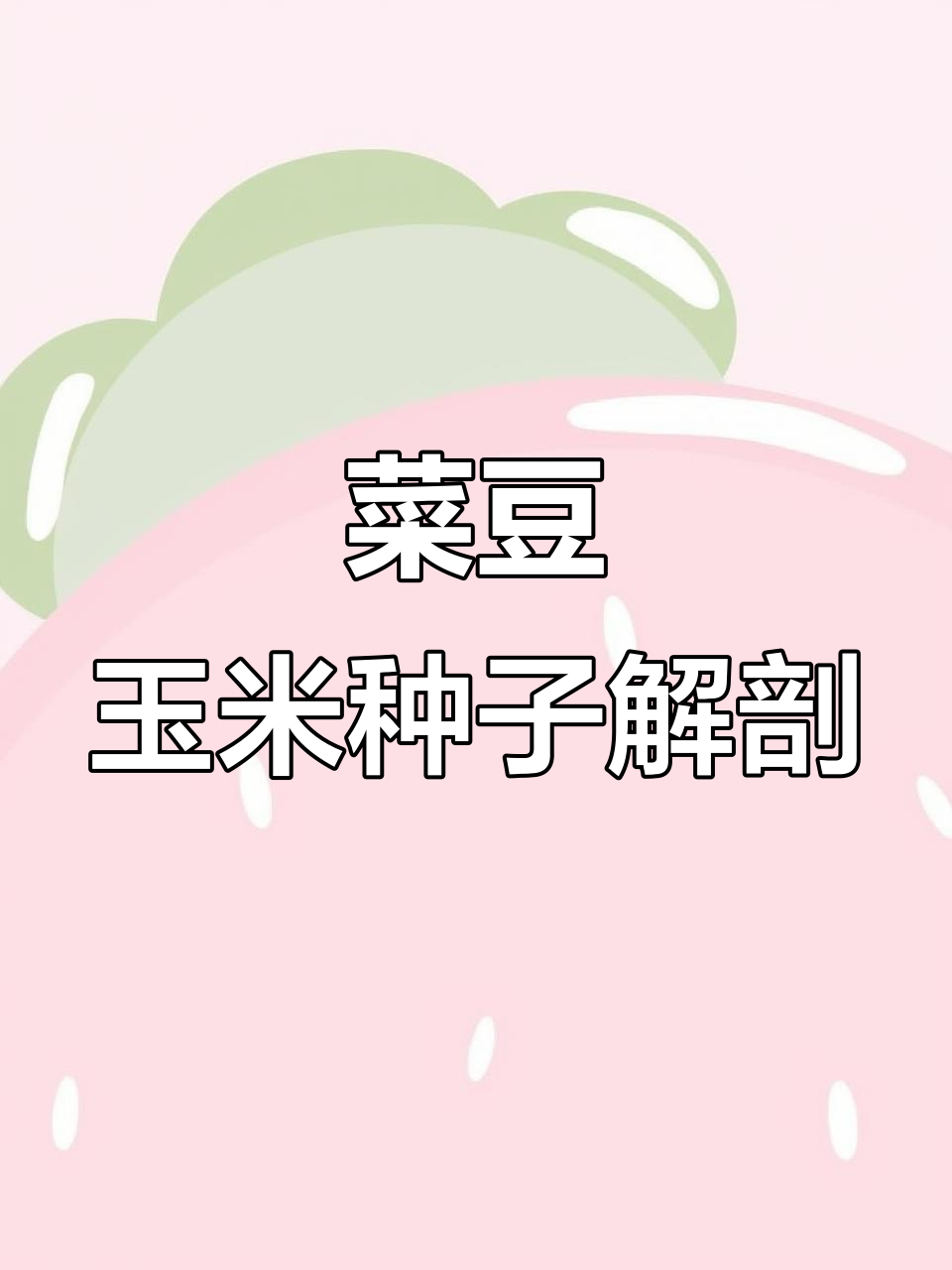 观察菜豆与玉米种子结构,了解胚乳和种皮的特征