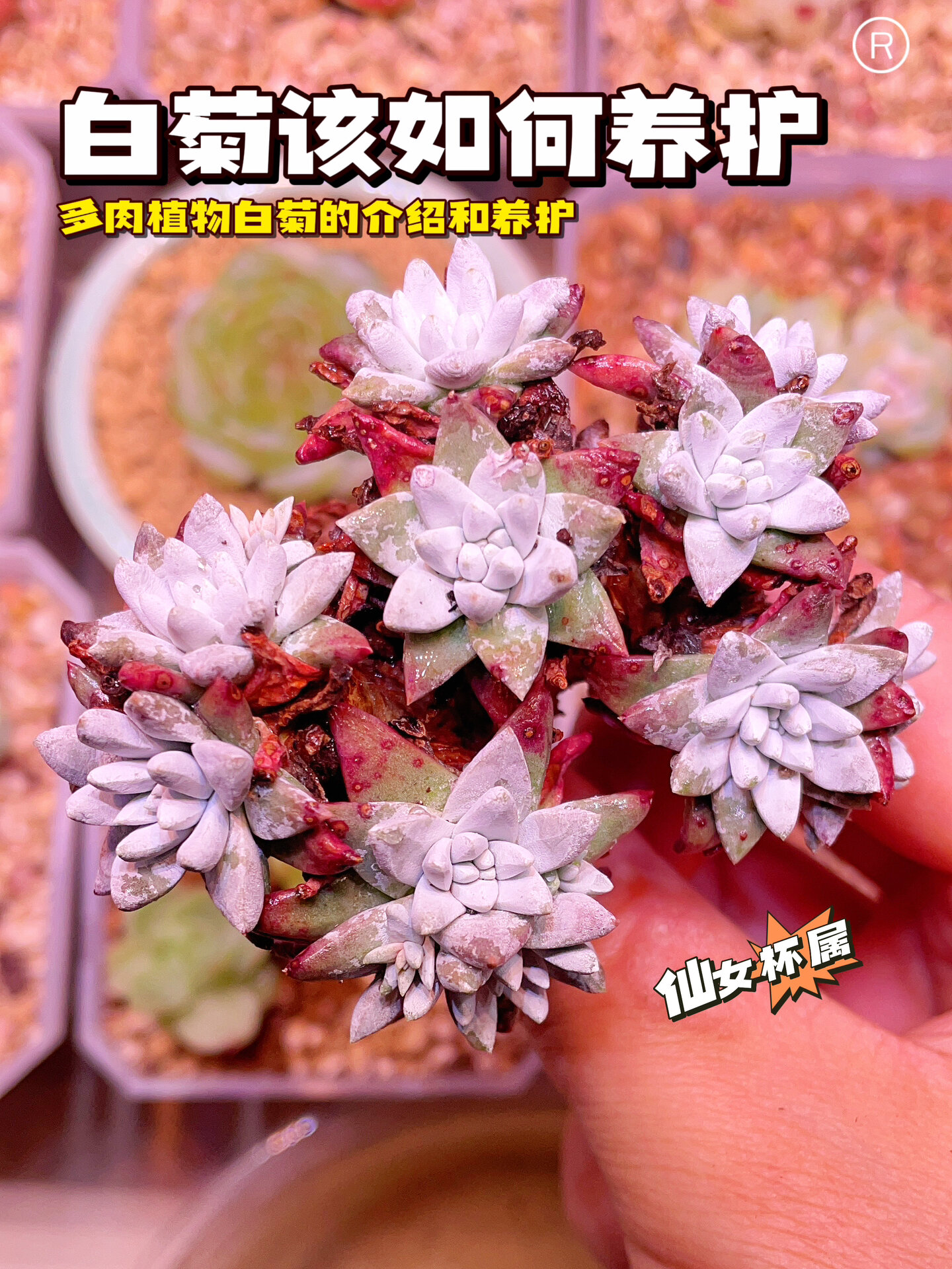 白菊多肉该如何养护?