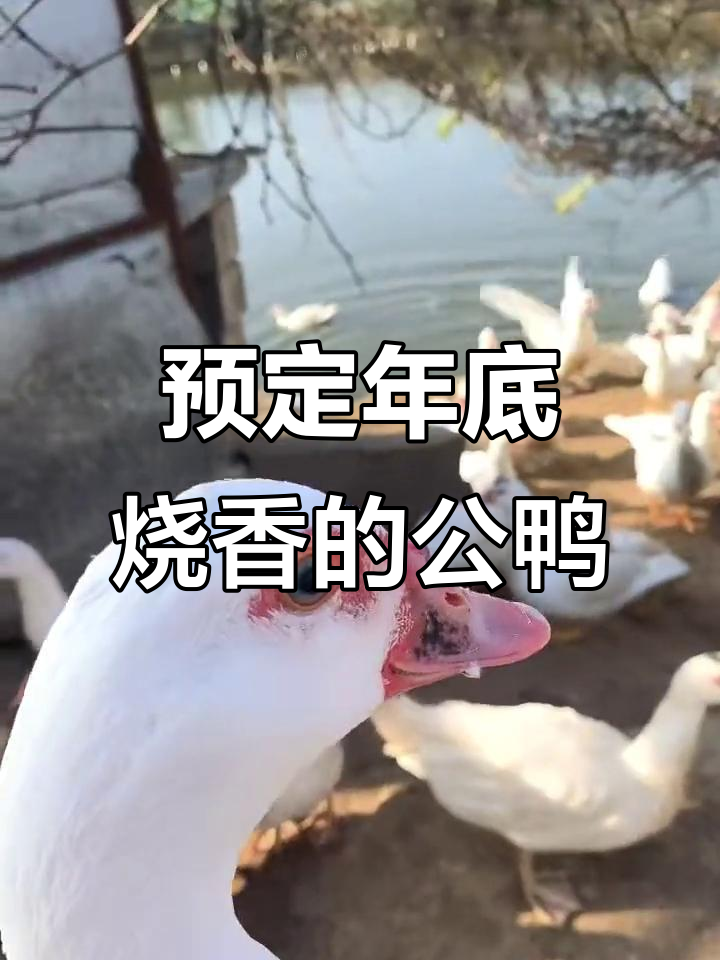 年底烧香必备公鸭,提前预定卢鸭