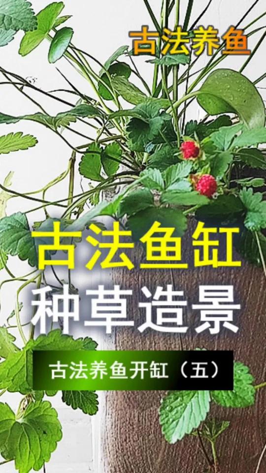 古法养鱼开缸教程(五)鱼缸种草造景